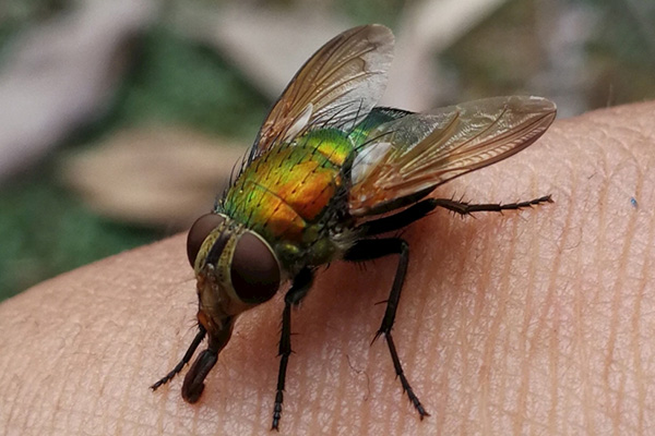 家庭消灭苍蝇有哪些好办法？